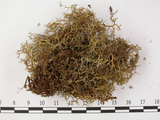 中文名:穿杯石蕊島衣變種(L00002735)學名:Cladonia crispata (Ach.) Flat. var. cetrariiformis (Del.) Vain.(L00002735)