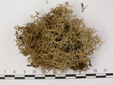 中文名:穿杯石蕊島衣變種(L00002735)學名:Cladonia crispata (Ach.) Flat. var. cetrariiformis (Del.) Vain.(L00002735)