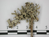 中文名:袋梅衣屬(L00001381)學名:Hypogymnia physodes (L.) Nyl.(L00001381)