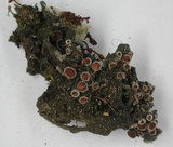 中文名:烏黑型黑貓耳衣(L00000513)學名:Leptogium trichophorum Muell. Arg. fuliginosum Muell. Arg.(L00000513)