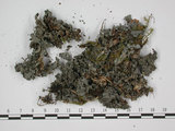 中文名:貓耳衣屬(L00000845)學名:Leptogium moluceanum (Pers.) Vain. var. myriophyllinum (Muell. Arg.) Asah.(L00000845)