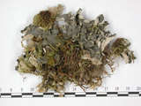 中文名:烏黑型黑貓耳衣(L00001129)學名:Leptogium trichophorum Muell. Arg. fuliginosum Muell. Arg.(L00001129)