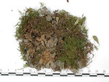 中文名:貓耳衣屬(L00001277)學名:Leptogium tremelloides (L.) Vain.(L00001277)