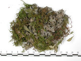 中文名:貓耳衣屬(L00001277)學名:Leptogium tremelloides (L.) Vain.(L00001277)