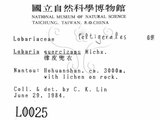 中文名:橡皮兜衣(L00000025)學名:Lobaria quercizans Michx.(L00000025)中文別名:兜衣屬