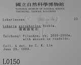 中文名:環磷酸兜衣(L00000150)學名:Lobaria gyrophorica Yoshim.(L00000150)中文別名:兜衣屬
