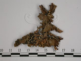 中文名:針芽兜衣(L00000220)學名:Lobaria isidiosa (Mull. Arg.) Vain.(L00000220)中文別名:兜衣屬