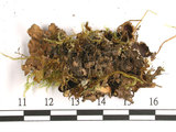 中文名:熱帶腎盤衣(L00001897)學名:Nephroma tropicum (Muell. Arg.) A. Zahlbr.(L00001897)