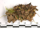 中文名:熱帶腎盤衣(L00001897)學名:Nephroma tropicum (Muell. Arg.) A. Zahlbr.(L00001897)