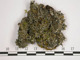 中文名:鐵色鱗葉衣(L00001377)學名:Pannaria lurida (Mont.) Nyl.(L00001377)