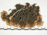 中文名:梅花衣屬(L00000692)學名:Parmelia tinctorum Nyl.(L00000692)