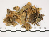 中文名:爪衣屬(L00000516)學名:Peltigera(L00000516)中文別名:地卷屬