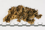 中文名:爪衣屬(L00000557)學名:Peltigera(L00000557)中文別名:地卷屬