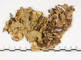 中文名:爪衣屬(L00000589)學名:Peltigera(L00000589)中文別名:地卷屬