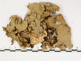 中文名:爪衣屬(L00000589)學名:Peltigera(L00000589)中文別名:地卷屬