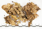 中文名:爪衣屬(L00000627)學名:Peltigera(L00000627)中文別名:地卷屬