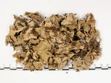 中文名:爪衣屬(L00000628)學名:Peltigera(L00000628)中文別名:地卷屬