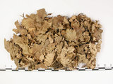 中文名:爪衣屬(L00000628)學名:Peltigera(L00000628)中文別名:地卷屬