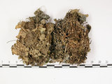 中文名:爪衣屬(L00000693)學名:Peltigera(L00000693)中文別名:地卷屬