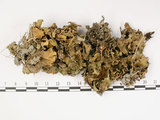 中文名:爪衣屬(L00000693)學名:Peltigera(L00000693)中文別名:地卷屬