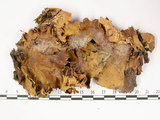 中文名:爪衣屬(L00000792)學名:Peltigera(L00000792)中文別名:地卷屬