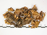 中文名:爪衣屬(L00000794)學名:Peltigera(L00000794)中文別名:地卷屬