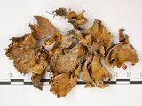 中文名:爪衣屬(L00000794)學名:Peltigera(L00000794)中文別名:地卷屬