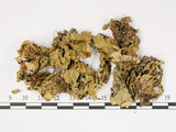 中文名:爪衣屬(L00000839)學名:Peltigera(L00000839)中文別名:地卷屬