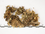 中文名:爪衣屬(L00001011)學名:Peltigera(L00001011)中文別名:地卷屬