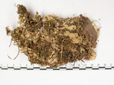 中文名:爪衣屬(L00001103)學名:Peltigera(L00001103)中文別名:地卷屬