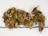 中文名:爪衣屬(L00001110)學名:Peltigera(L00001110)中文別名:地卷屬