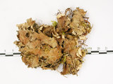 中文名:爪衣屬(L00001111)學名:Peltigera(L00001111)中文別名:地卷屬