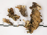 中文名:爪衣屬(L00001255)學名:Peltigera(L00001255)中文別名:地卷屬