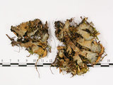 中文名:爪衣屬(L00001357)學名:Peltigera(L00001357)中文別名:地卷屬