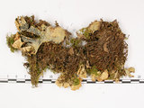 中文名:爪衣屬(L00001385)學名:Peltigera(L00001385)中文別名:地卷屬