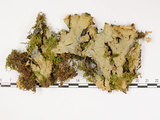 中文名:爪衣屬(L00001385)學名:Peltigera(L00001385)中文別名:地卷屬