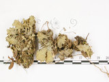 中文名:爪衣屬(L00001408)學名:Peltigera(L00001408)中文別名:地卷屬