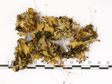 中文名:爪衣屬(L00001629)學名:Peltigera(L00001629)中文別名:地卷屬