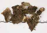 中文名:爪衣屬(L00001662)學名:Peltigera(L00001662)中文別名:地卷屬