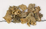 中文名:爪衣屬(L00001662)學名:Peltigera(L00001662)中文別名:地卷屬