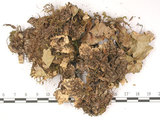 中文名:爪衣屬(L00001749)學名:Peltigera(L00001749)中文別名:地卷屬