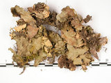 中文名:爪衣屬(L00001749)學名:Peltigera(L00001749)中文別名:地卷屬