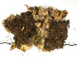 中文名:爪衣屬(L00001862)學名:Peltigera(L00001862)中文別名:地卷屬