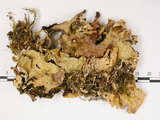 中文名:爪衣屬(L00001867)學名:Peltigera(L00001867)中文別名:地卷屬