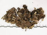 中文名:爪衣屬(L00002066)學名:Peltigera(L00002066)中文別名:地卷屬