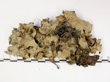 中文名:爪衣屬(L00002066)學名:Peltigera(L00002066)中文別名:地卷屬