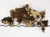 中文名:爪衣屬(L00002094)學名:Peltigera(L00002094)中文別名:地卷屬