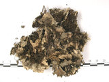 中文名:爪衣屬(L00002097)學名:Peltigera(L00002097)中文別名:地卷屬