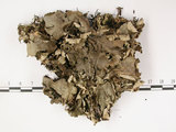 中文名:爪衣屬(L00002097)學名:Peltigera(L00002097)中文別名:地卷屬