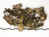 中文名:爪衣屬(L00002102)學名:Peltigera(L00002102)中文別名:地卷屬